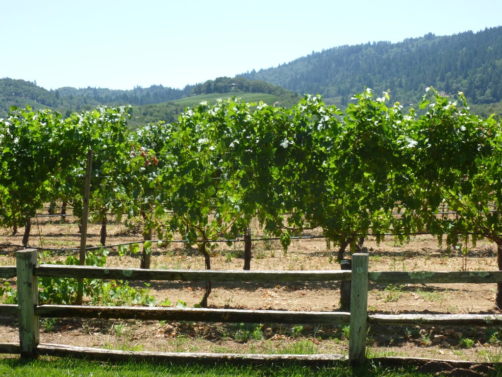 The Vine and the Branches – John&nbsp;15