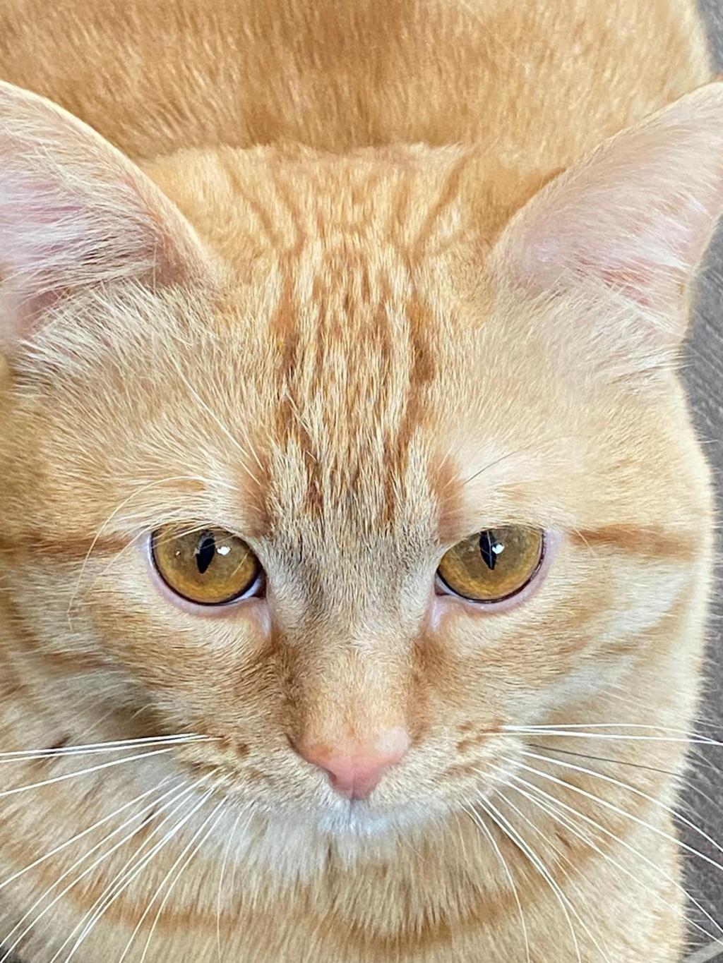 Cove the Cat