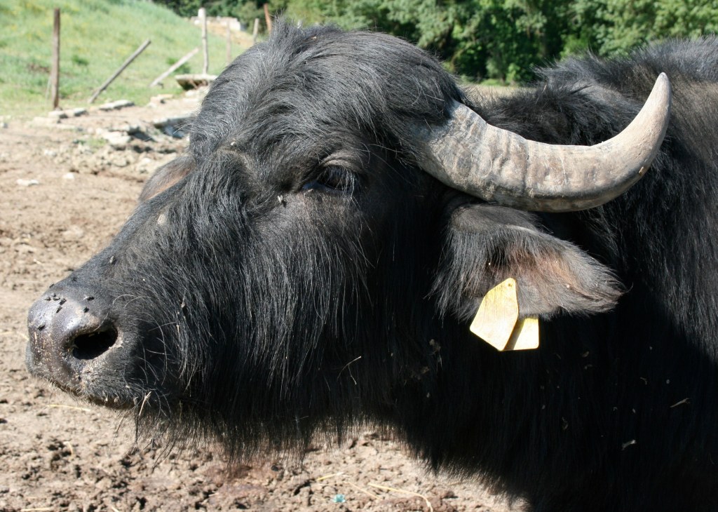 Tenuta Vanullo